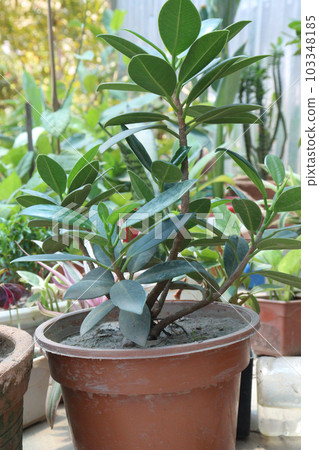 Ficus microcarpa tree plant on nursery for sell 103348185