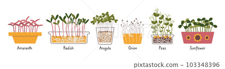 Microgreens set with signed names, Healthy Food Sprouts, cartoon style. Trendy modern vector illustration isolated on white background, hand drawn, flat design 103348396