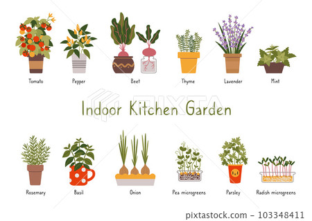 Indoor kitchen garden plants set with titles, cartoon style. Various types of Herbs, vegetables and Microgreens in a pots. Urban gardening hobby. Trendy isolated vector illustration, hand drawn, flat Indoor kitchen garden plants set with titles, cartoon style. Various types of Herbs, vegetables and Microgreens in a pots. Urban gardening hobby. Trendy isolated vector illustration, hand drawn, flat 103348411