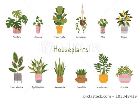 Trendy potted plants set with titles, cartoon style. Indoor houseplants for interior. Urban Cozy home gardening hobby. Modern isolated vector illustration, hand drawn, flat 103348419