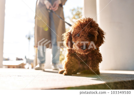 Cute puppy red toy poodle on a walk with his mistress girl in a beige raincoat and jeans. The dog is looking at the camera. Close-up shot. Cute puppy red toy poodle on a walk with his mistress girl in a beige raincoat and jeans. The dog is looking at the camera. Close-up shot. 103349580