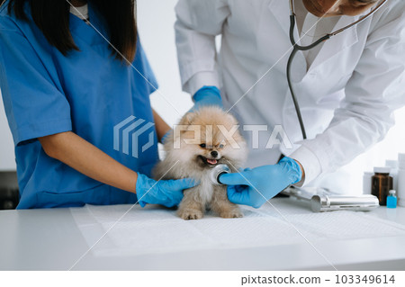 Two doctors are examining him. Veterinary medicine concept. Pomeranian in veterinary clinic. 103349614