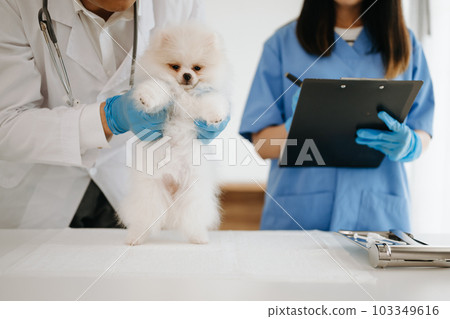 Pomeranian dog getting injection with vaccine during appointment in a veterinary clinic 103349616