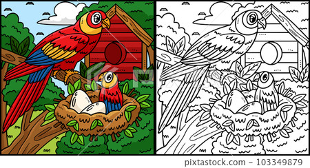 Mother Parrot Baby Parrot Coloring Illustration Mother Parrot Baby Parrot Coloring Illustration 103349879