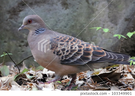 Shoot a turtledove walking on fallen leaves from the side 103349901