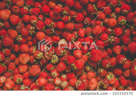 background from freshly harvested strawberries, directly above 103350370