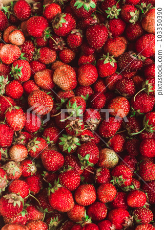 background from freshly harvested strawberries, directly above 103350390