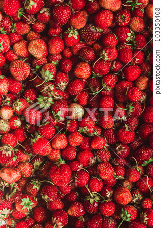background from freshly harvested strawberries, directly above background from freshly harvested strawberries, directly above 103350408