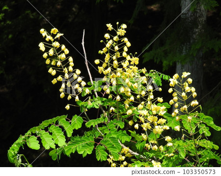 落葉攀緣灌木“Jaketsuibara”的花朵 103350573