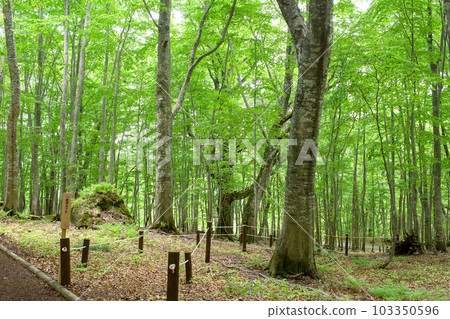 Shirakami Sanchi, Dakedai Nature Observation Educational Forest, Dakedai Great Beech Entrance, Akita Prefecture 103350596