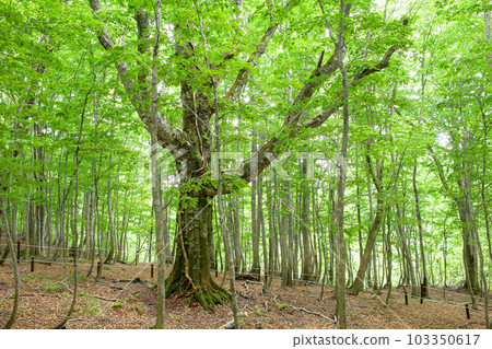 The New Shirakami Symbol Tree, Dakedai Daibuna, Akita Prefecture 103350617