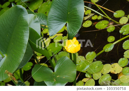 Yellow flower of Kouone 103350758