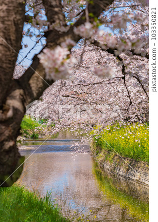 Gojo River in spring, cherry blossoms and rape blossoms in full bloom <Iwakura City, Aichi Prefecture> Gojo River in spring, cherry blossoms and rape blossoms in full bloom <Iwakura City, Aichi Prefecture> 103350821