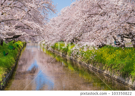 Gojo River in spring, cherry blossoms and rape blossoms in full bloom <Iwakura City, Aichi Prefecture> 103350822