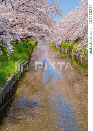 Gojo River in spring, cherry blossoms and rape blossoms in full bloom <Iwakura City, Aichi Prefecture> Gojo River in spring, cherry blossoms and rape blossoms in full bloom <Iwakura City, Aichi Prefecture> 103350823