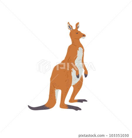 Australian kangaroo, hand drawn flat vector illustration isolated on white background. 103351030