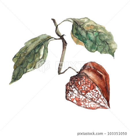 Fisalis flower with leaves orange ginger watercolor illustration. Watercolor illustration for postcard. Clipart 103351050