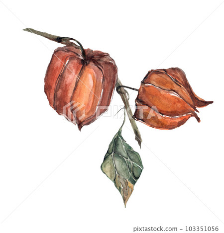 Fisalis flower orange ginger watercolor illustration. Watercolor illustration for postcard. Clipart 103351056