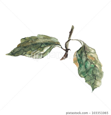 tree branch with leaves green watercolor illustration. Watercolor illustration for postcard. Clipart 103351065