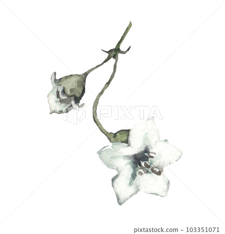 Fisalis flower white green watercolor illustration. Watercolor illustration for postcard. Clipart 103351071
