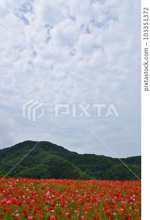 Sky Poppy Saitama Sky Poppy Saitama 103351372