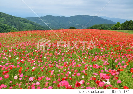 天空罌粟埼玉 103351375
