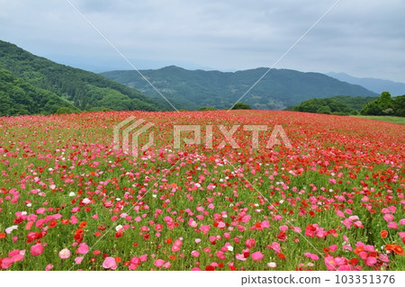 天空罌粟埼玉 103351376