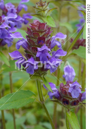 米Bogusa紫色花 米Bogusa紫色花 103351432