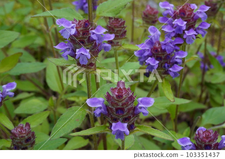 Purple flower of Rice Bogusa Purple flower of Rice Bogusa 103351437