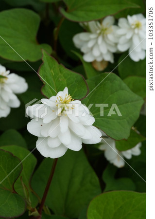 White flower of Yaedakudami 103351706