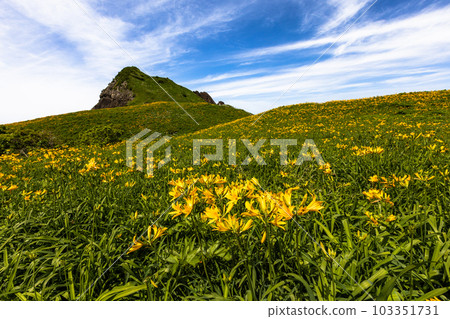 [新潟縣/佐渡]初夏5月至6月的小野龜花園 103351731