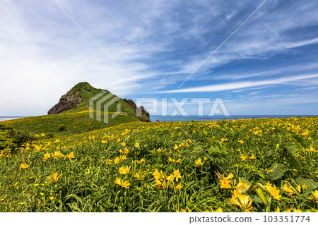 [新潟縣/佐渡]初夏5月至6月的小野龜花園 103351774