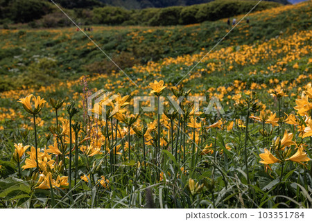 [新潟縣/佐渡]初夏5月至6月的小野龜花園 103351784