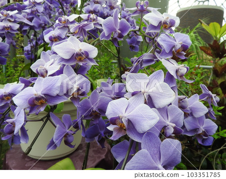 Phalaenopsis: ``Blue Jean'' with rare blue flowers Phalaenopsis: ``Blue Jean'' with rare blue flowers 103351785