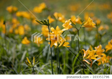 [Niigata Prefecture/Sado] Onogame Flower garden in early summer May to June 103351796