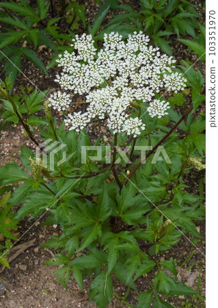 當歸白花 103351970