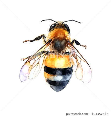 Colorful bee watercolor in beautiful style. Hand drawn vector illustration. Garden nature. Vector collection. 103352316