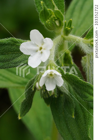 White flowers of purple (Lithospermum erythrorhizon) 103352722