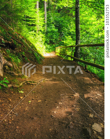 forest trail in beautiful woodland scenery. wooden fence along the path. nature background in summer forest trail in beautiful woodland scenery. wooden fence along the path. nature background in summer 103352753