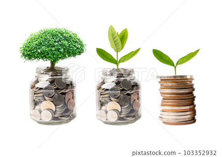 Tree plumule leaf on save money coins, Business finance saving banking investment concept.. 103352932