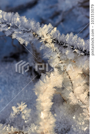 Grass covered with crystalline frost during winter frosts Grass covered with crystalline frost during winter frosts 103353079