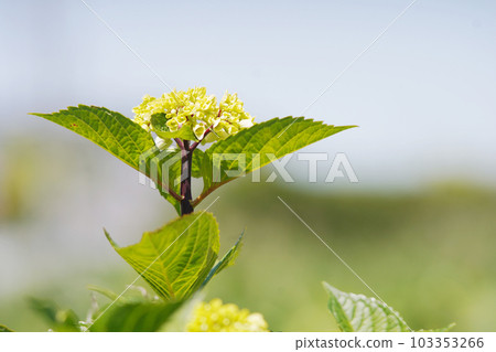 依舊年輕的繡球花 老鏡頭 103353266
