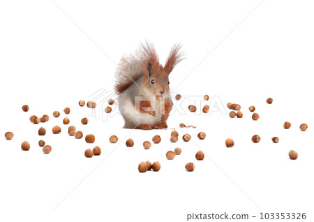 squirrel sits on a background of scattered nuts isolated on a white background squirrel sits on a background of scattered nuts isolated on a white background 103353326