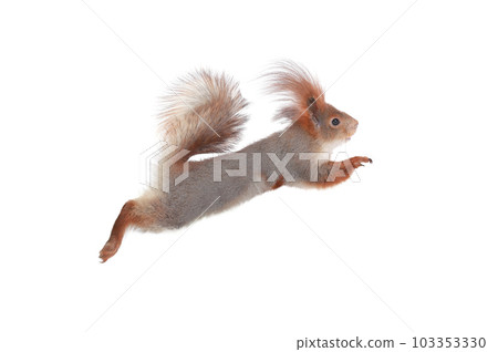 squirrel in jump isolated on white background 103353330
