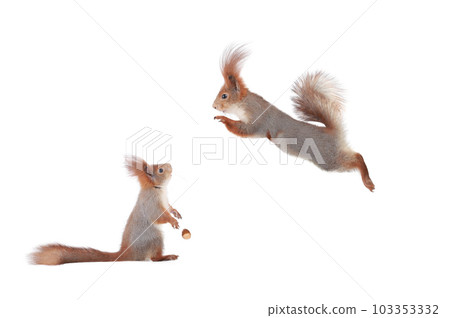 surprised squirrel looking at squirrel jump isolated on white background 103353332