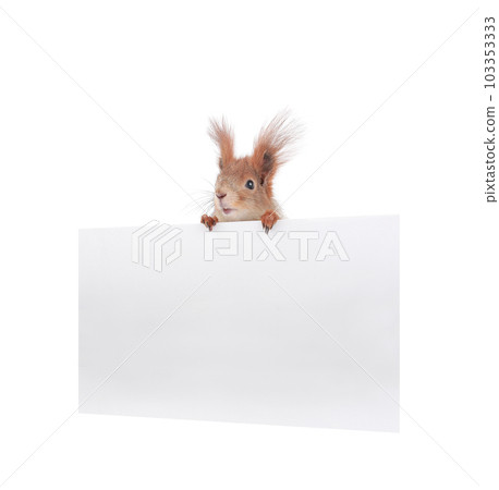 squirrel holding an advertising board for writing your text isolated against white background 103353333