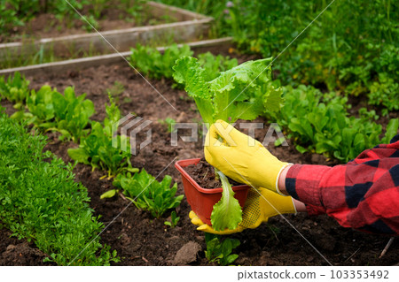 Farmer Harvesting Organic Salad Leaves in the the Greenhouse. Female Hand holding or picking Butterhead Salad Lettuce in her hands. Agricultural Farming. Fresh vegetable. Healthy food concept Farmer Harvesting Organic Salad Leaves in the the Greenhouse. Female Hand holding or picking Butterhead Salad Lettuce in her hands. Agricultural Farming. Fresh vegetable. Healthy food concept 103353492