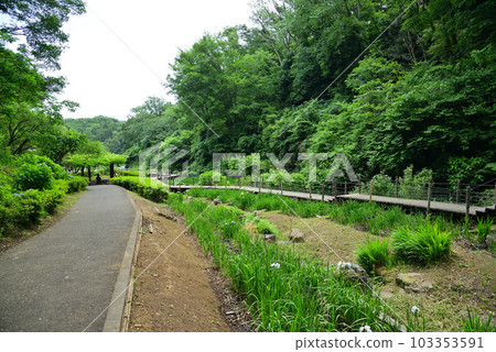 鳶尾花盛開的二宮 Seseragi 公園 103353591
