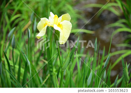 Ninomiya Seseragi Park with irises in full bloom 103353623