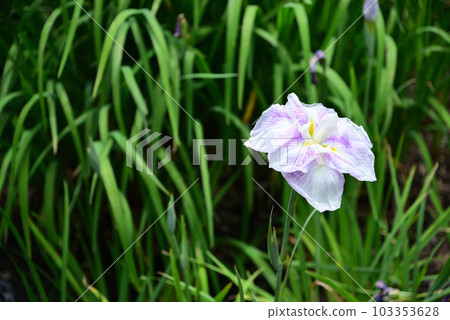 Ninomiya Seseragi Park with irises in full bloom Ninomiya Seseragi Park with irises in full bloom 103353628